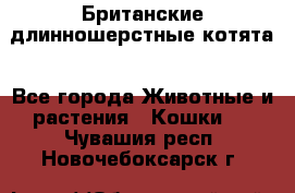 Британские длинношерстные котята - Все города Животные и растения » Кошки   . Чувашия респ.,Новочебоксарск г.